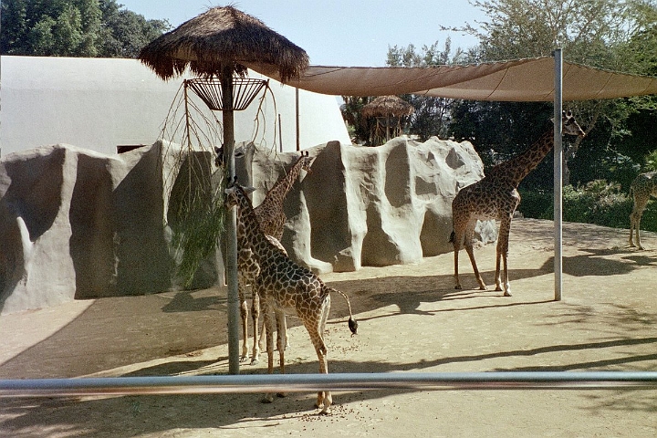 06 Giraffes at San Diego zoo.JPG